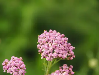 Kasteeltuinen Arcen (Nederland)